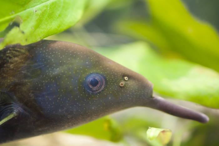 yellow elephant nose fish1.jpg