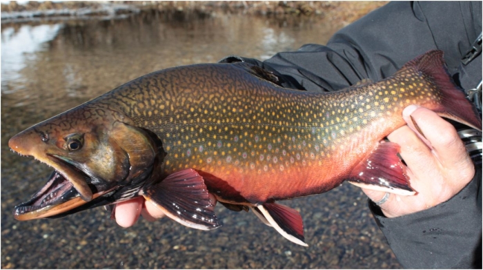 brook trout2.jpg