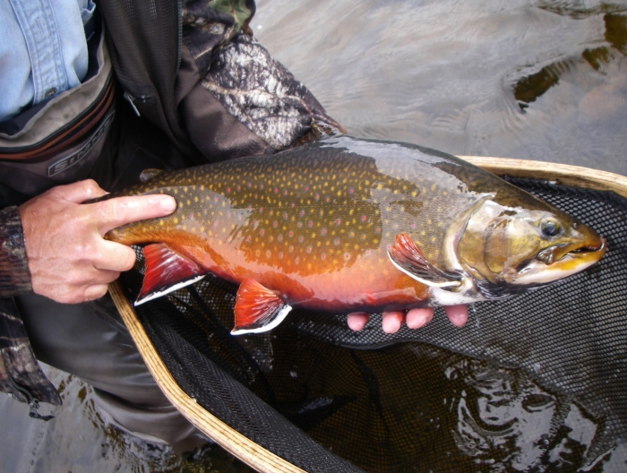 brook trout3.jpg