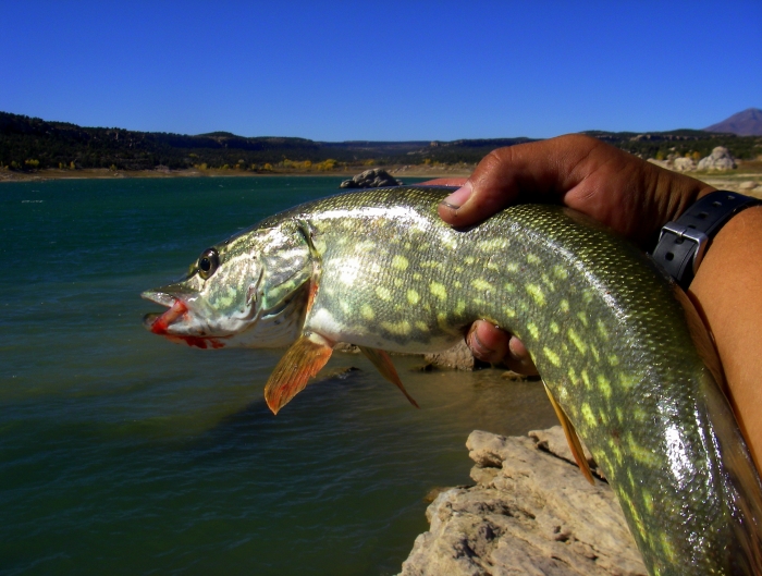 northern pike1.JPG