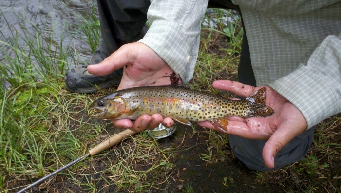 gila trout.jpg