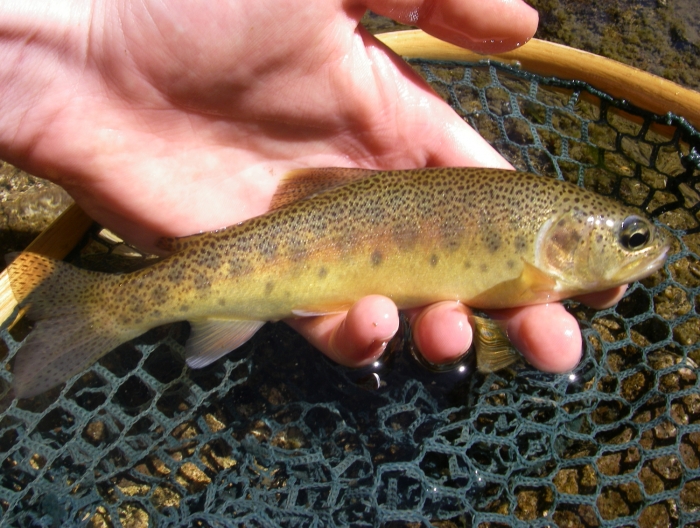 gila trout1.jpg