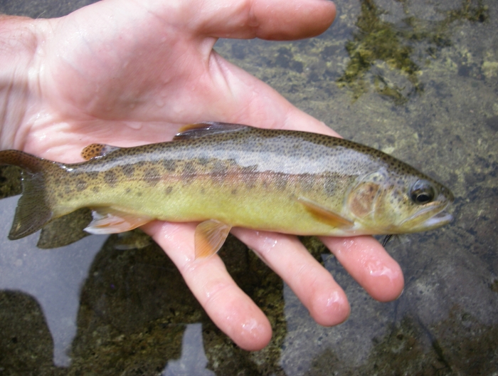 gila trout2.jpg