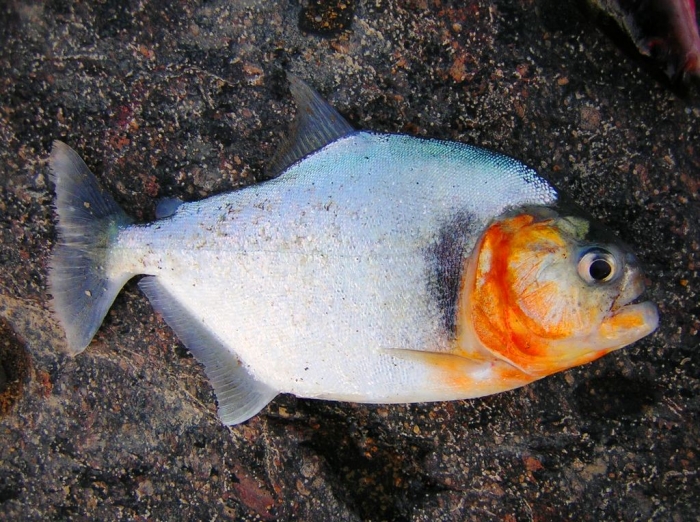 manueli piranha2.jpg