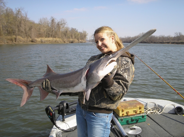 chinese paddlefish1.JPG