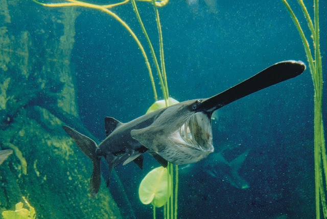 chinese paddlefish2.jpg