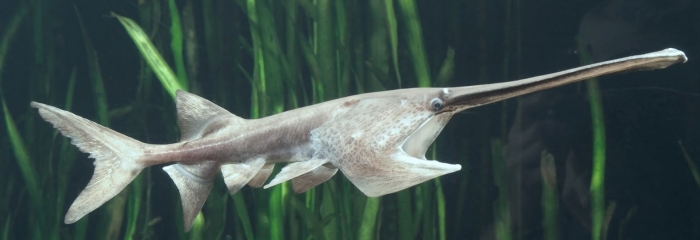 chinese paddlefish5.jpg