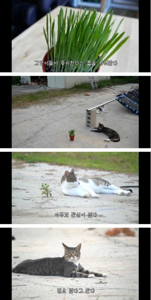 고양이들이 좋아한다는 풀을 줘봤다1.jpg/hungryapp/resize/500