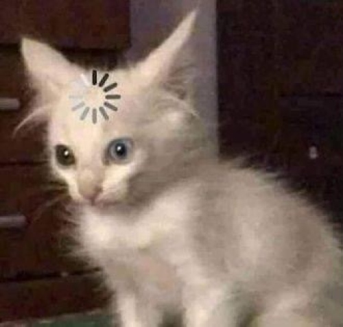 뇌정지올때 적절한 짤 : 페이트 그랜드 오더 헝그리앱 모바일